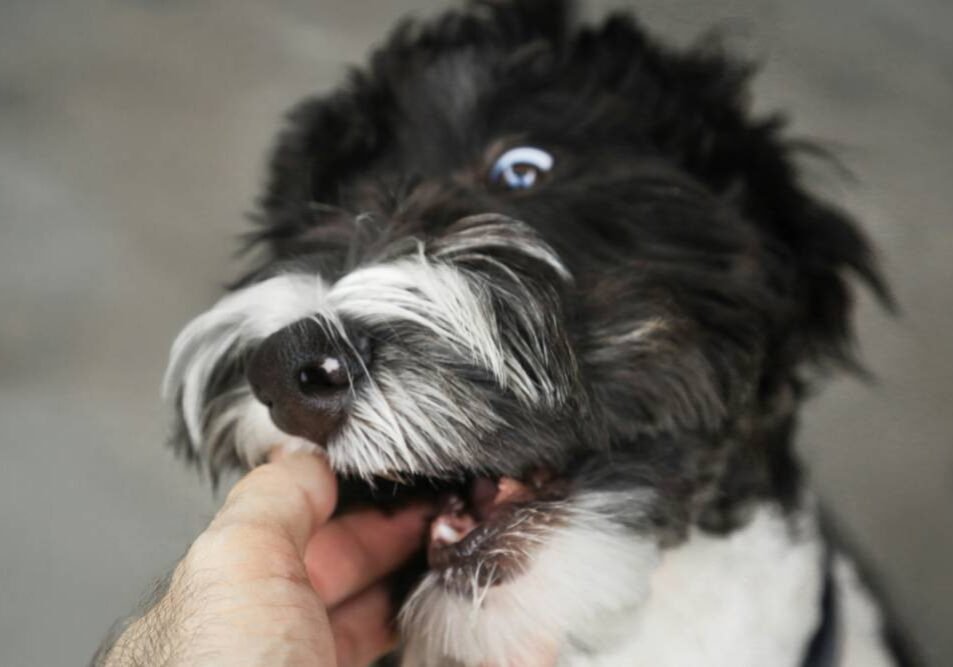 A dog bite or animal attack